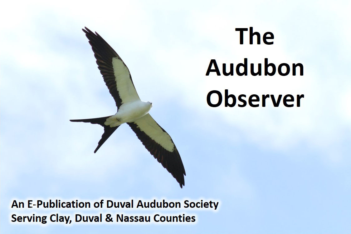 2019 Apr Observer Banner