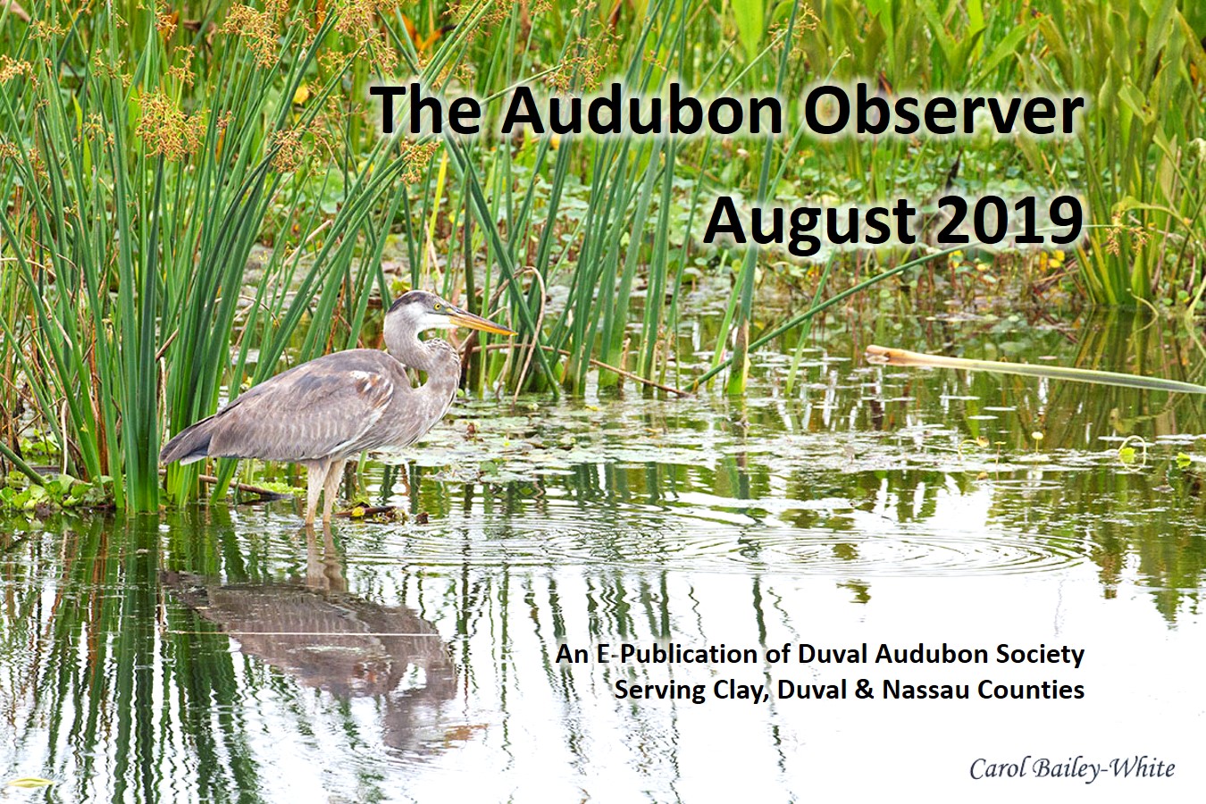 2019 Aug Observer Banner2