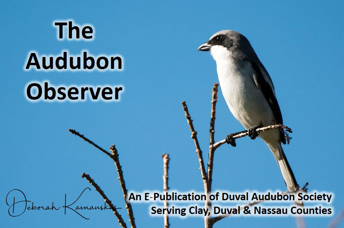 2019 February Observer Banner