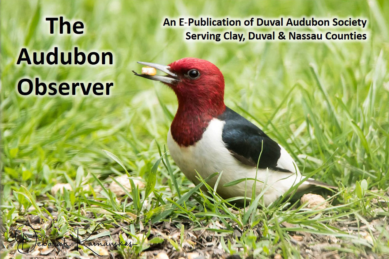 Red-headed Woodpecker by Deborah Kainauskas