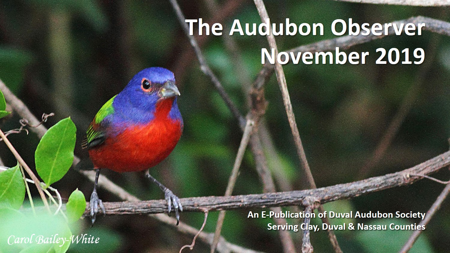 2019 Nov Observer Banner 1