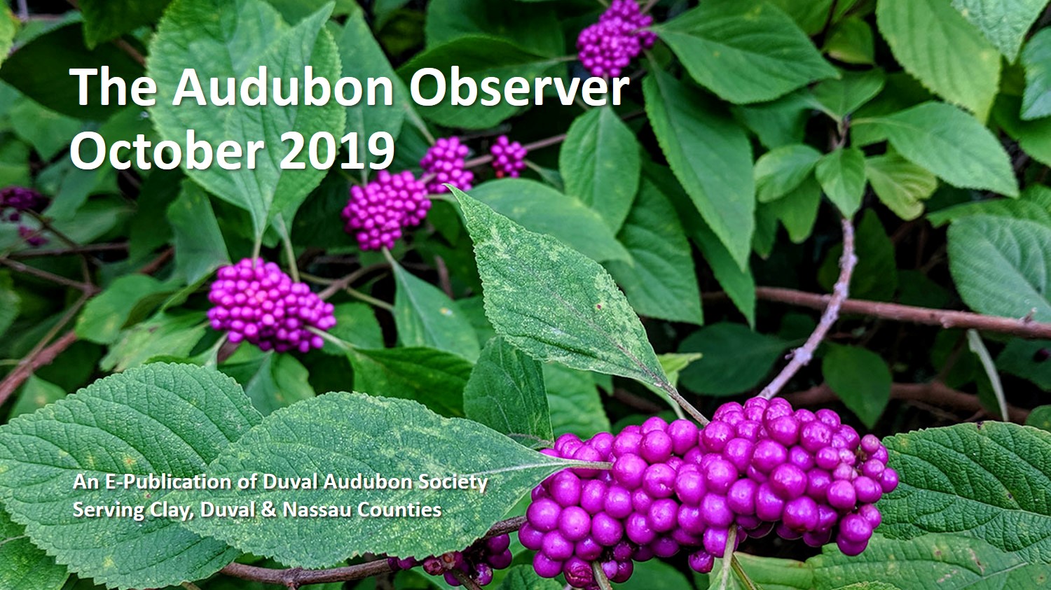 2019 Oct Observer Banner