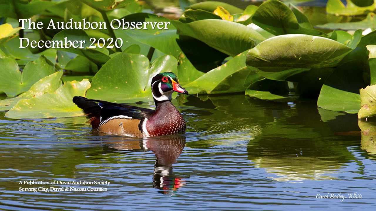 2020 Dec Observer Banner