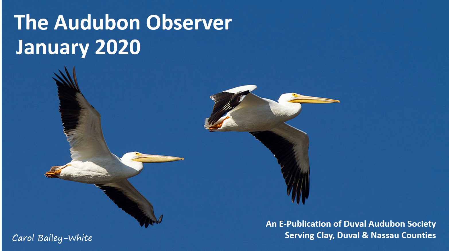 2020 Jan Observer Banner 7DC 7530