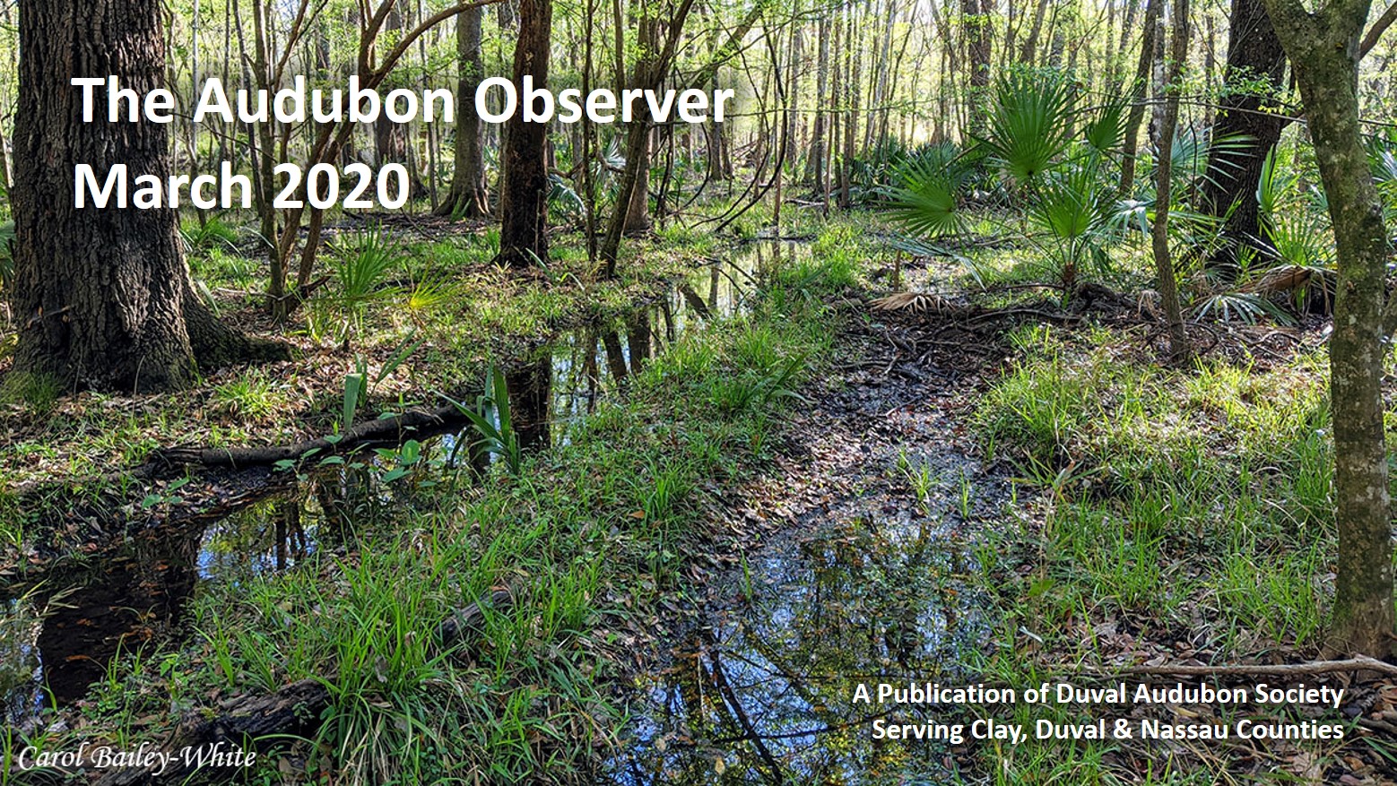 March 2020 Observer banner - Beautiful Crosby Sanctuary