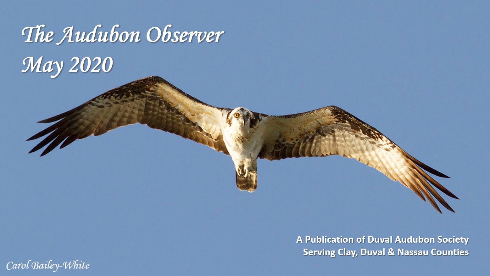 May 2020 Observer Banner