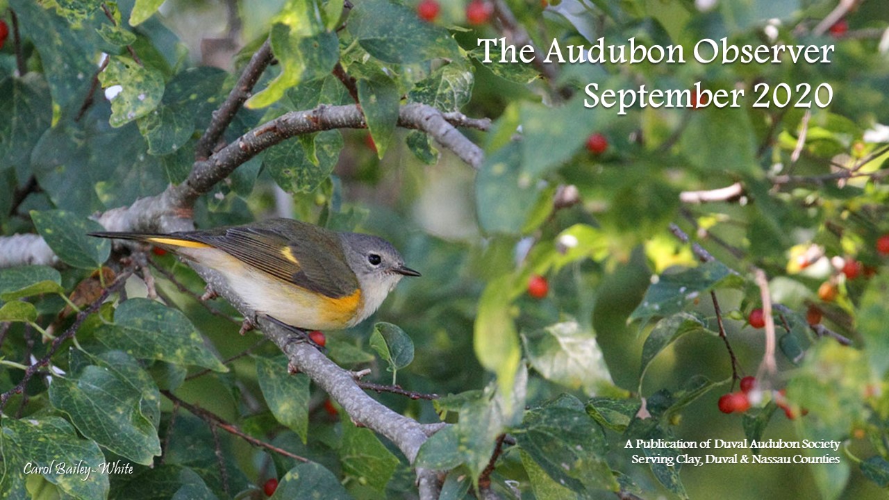 2020 Sep Observer Banner