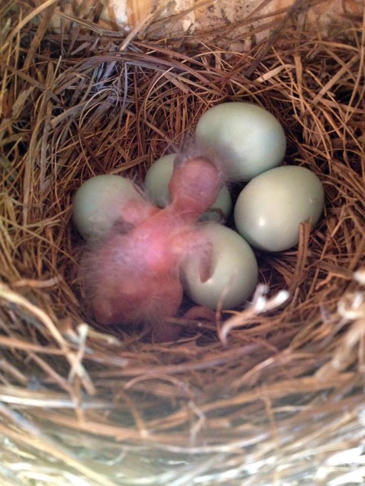 202105 Mister Bluebird baby and eggs