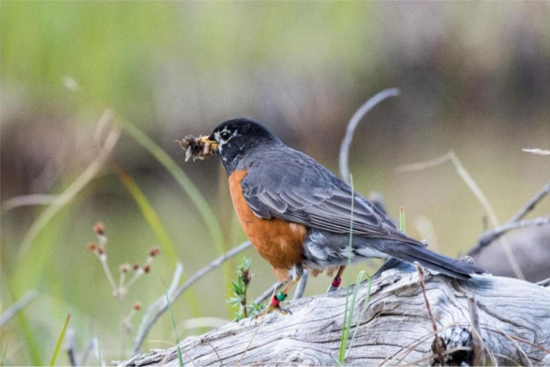 202109 American Robin by Emily Williams