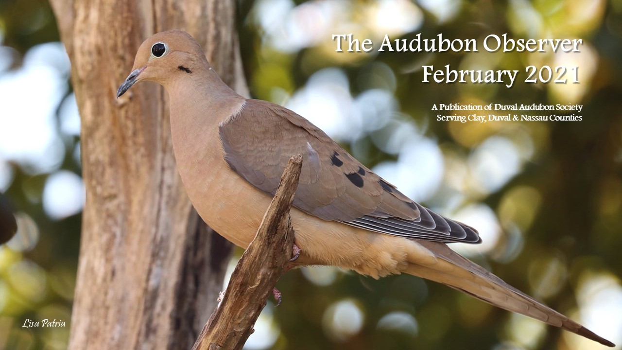 2021 Feb Observer Banner