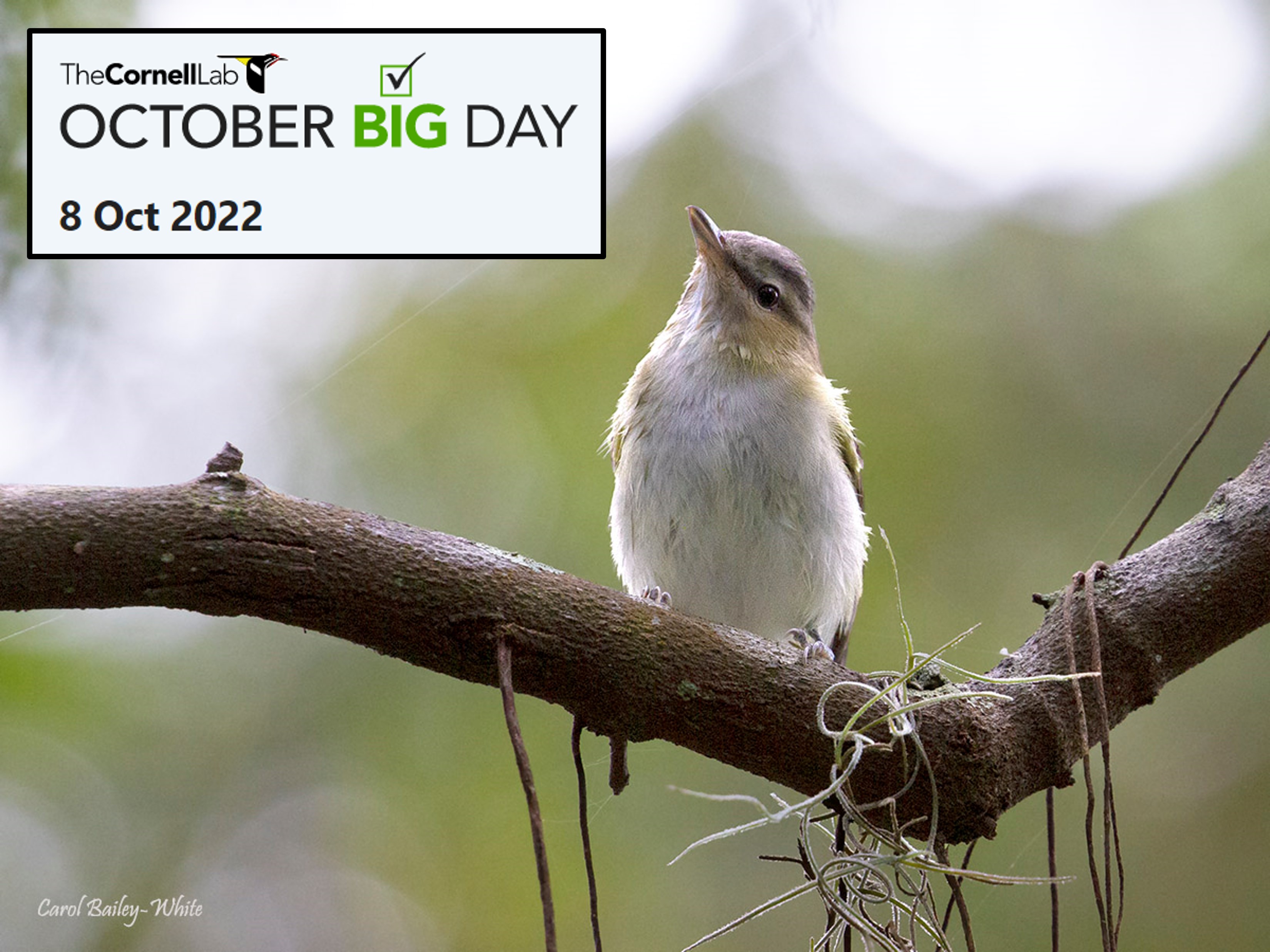 202210 October Big Day graphic