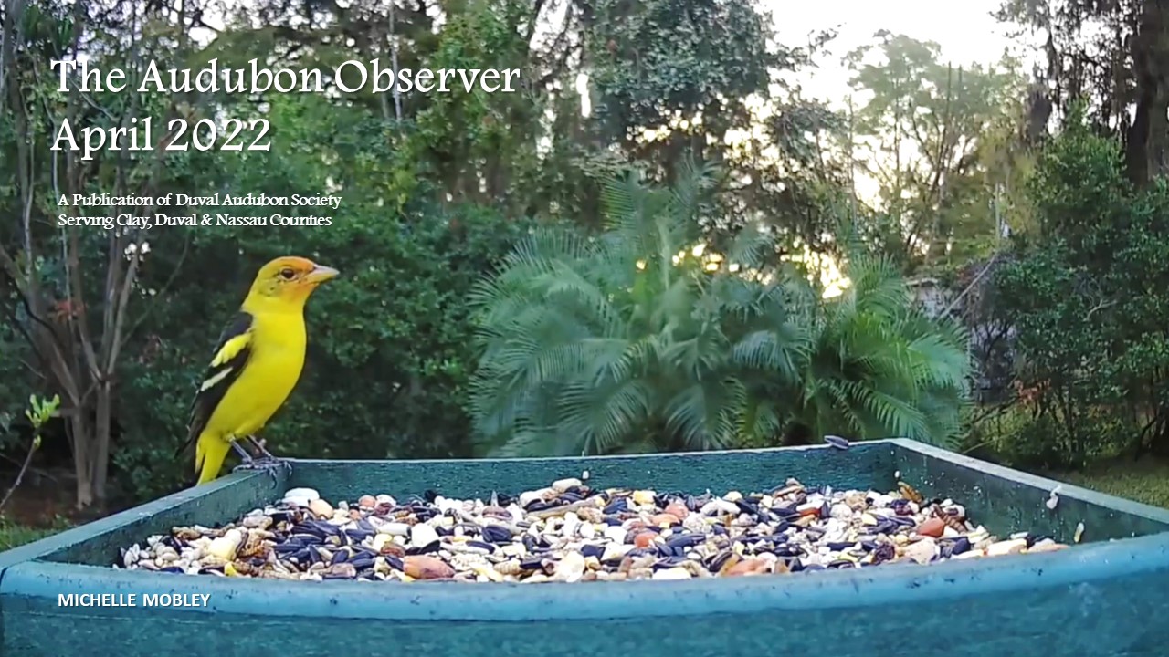 2022 Apr Observer Banner