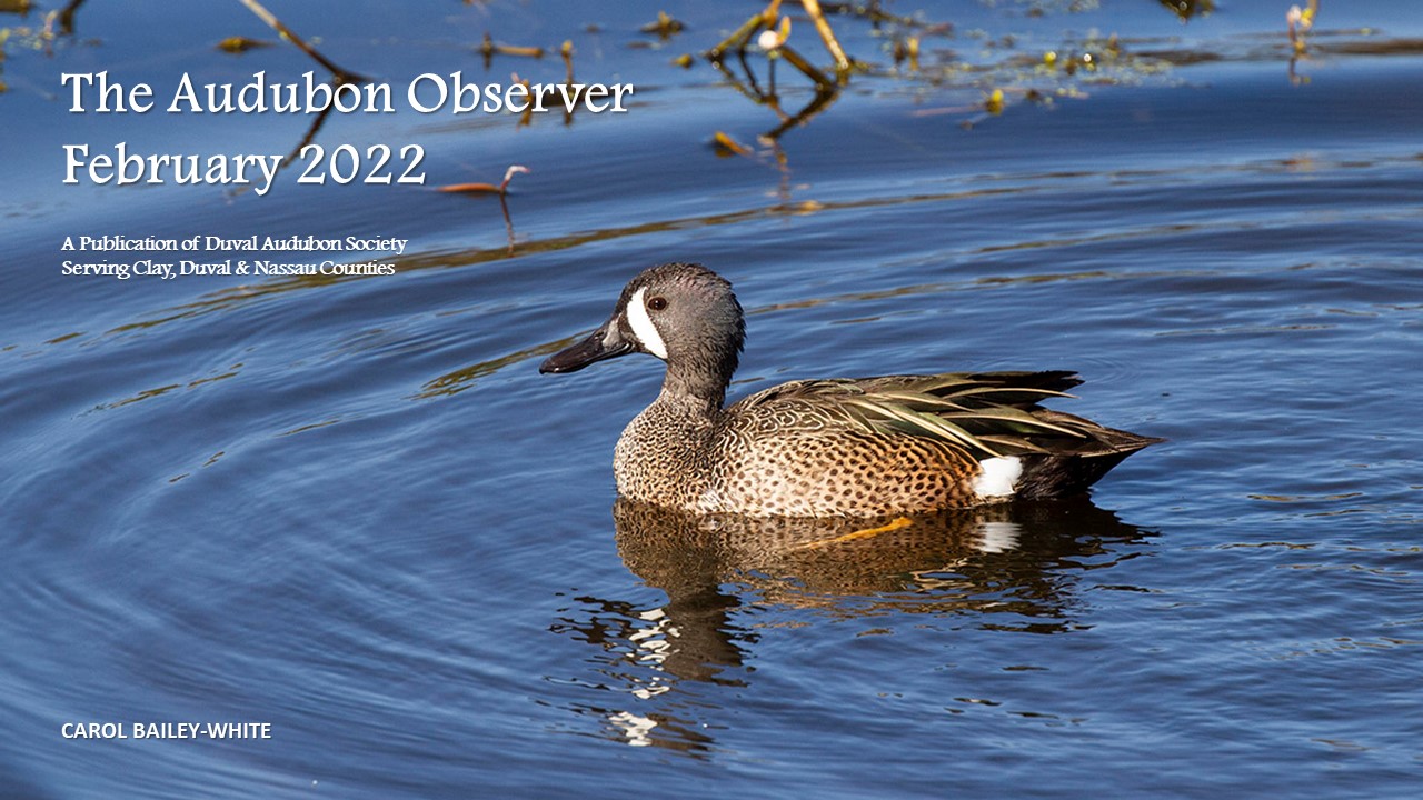 2022 Feb Observer Banner