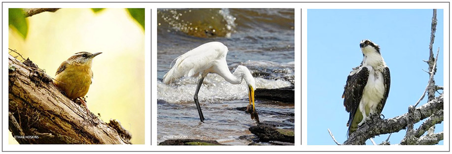 Composite image featuring three photos by Ethan Hoskins. L-R: Carolina Wren, Great Egret, Osprey 202311 Ethan Hoskins Three Pics