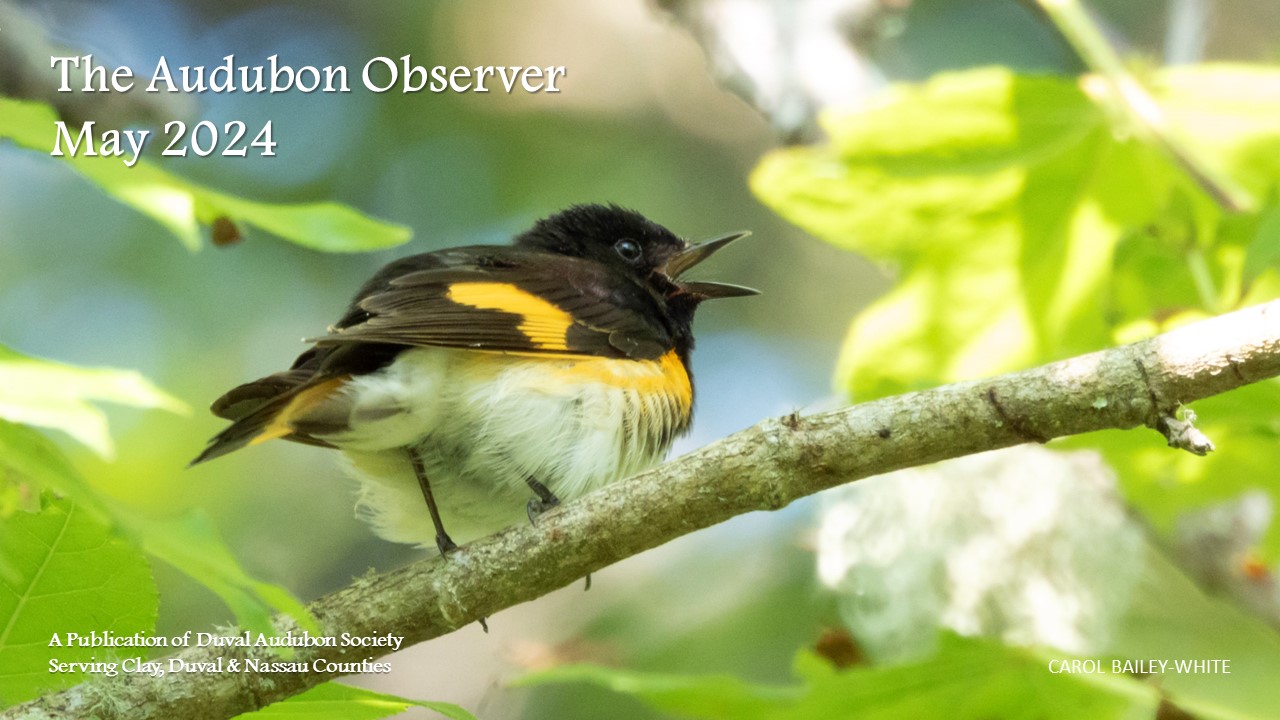 2024 May Observer Banner