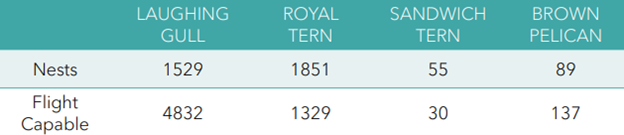 2025 HMP Shorebird Nesting Stats