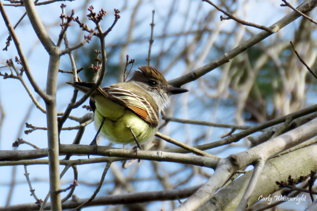 Ash throated Flycatcher watermark Carly Wainwright 202012 crop