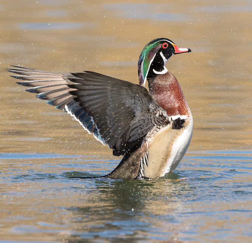 Photo: Susan Ward/Audubon Photography Awards