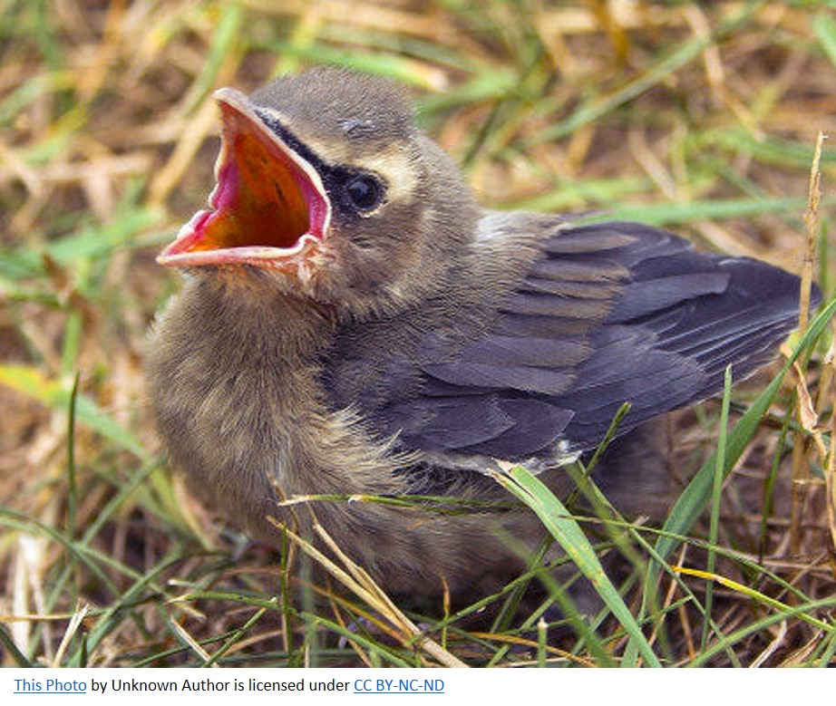 Baby bird Creative Commons