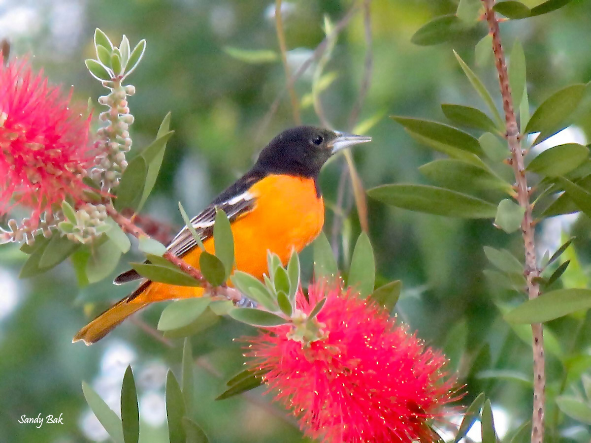 Baltimore Oriole watermark Sandy Bak 202004