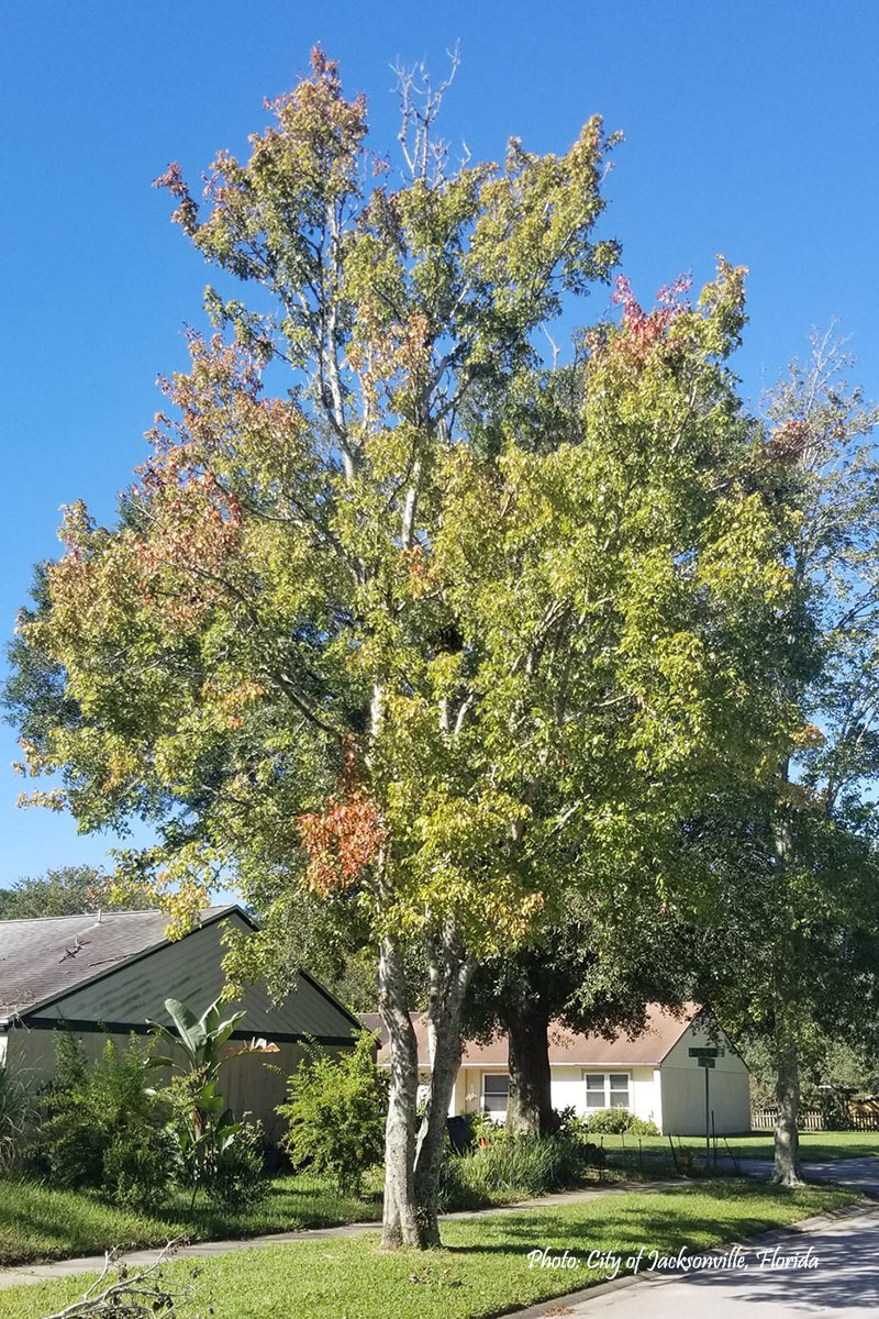 COJ Urban Forestry Program red maple 1