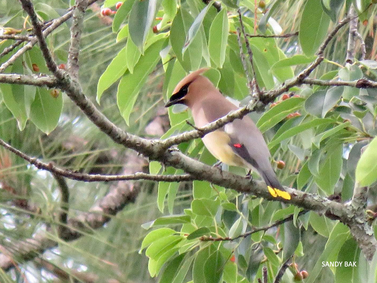 Cedar Waxwing watermark by Sandy Bak 202005