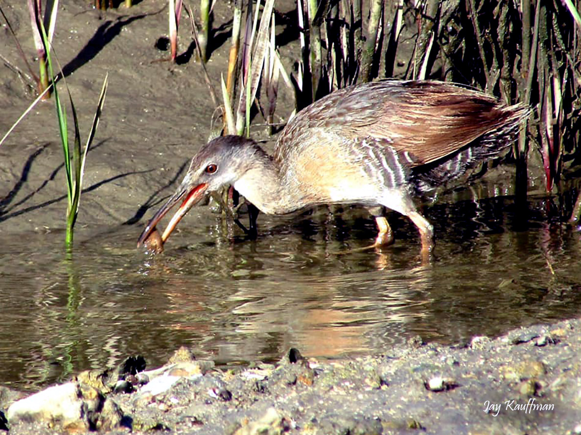 Clapper Rail by Jay Kauffman 20200725