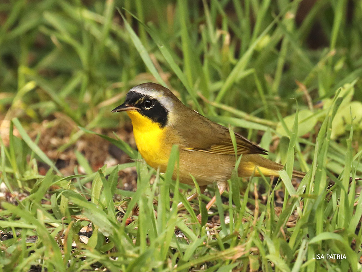 Common Yellowthroat watermark Lisa Patria