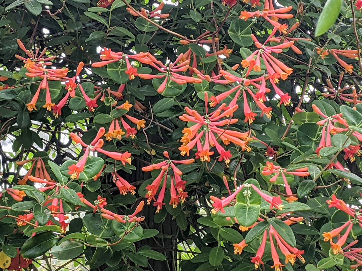 Coral Honeysuckle in bloom at Crosby Sanctuary