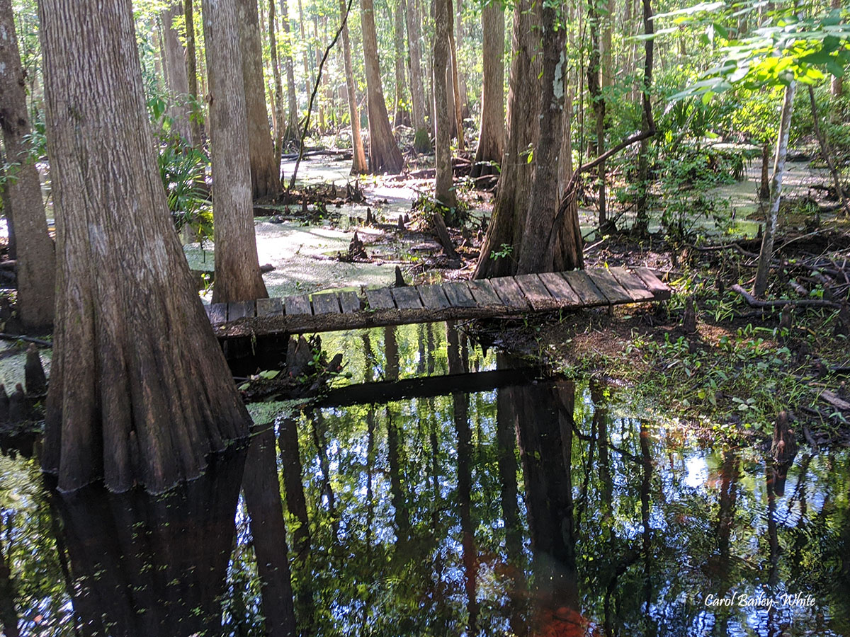 Crosby swamp watermark CBW IMG 20200621 094727