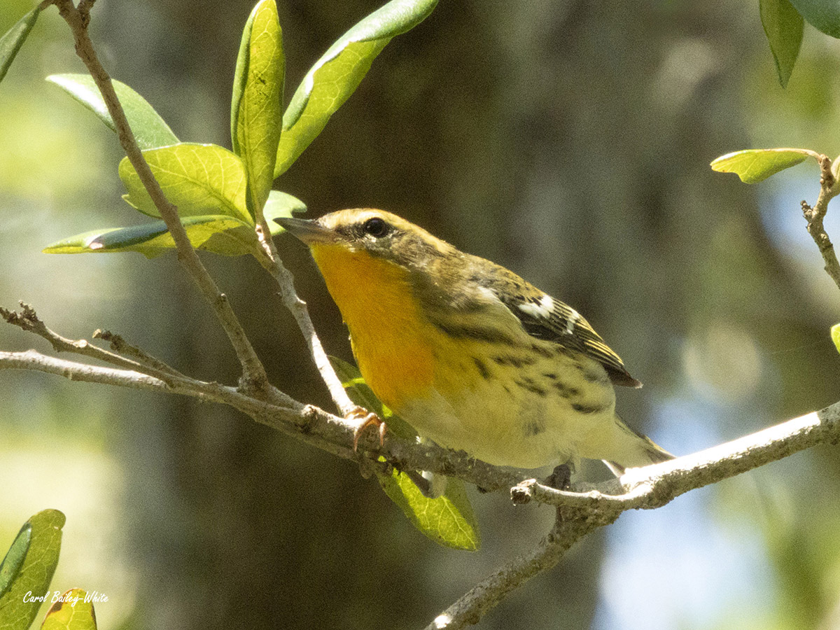 DSCN3140 Blackburnian Warbler