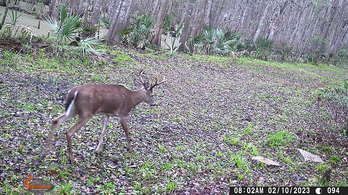 Deer Crosby Trail Cam 20230210 WGI 0094