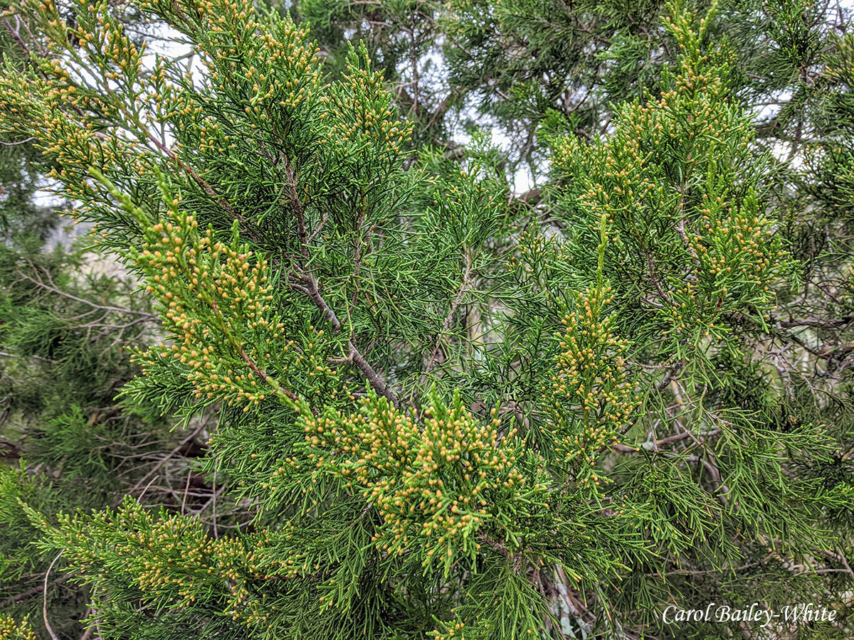 Eastern Red Cedar IMG 20191225 152507