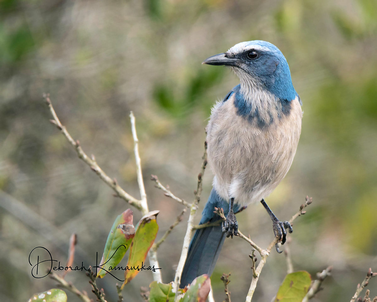 Florida Scrub Jay watermark DebK DSC 0176