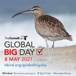 Global Big Day 2021