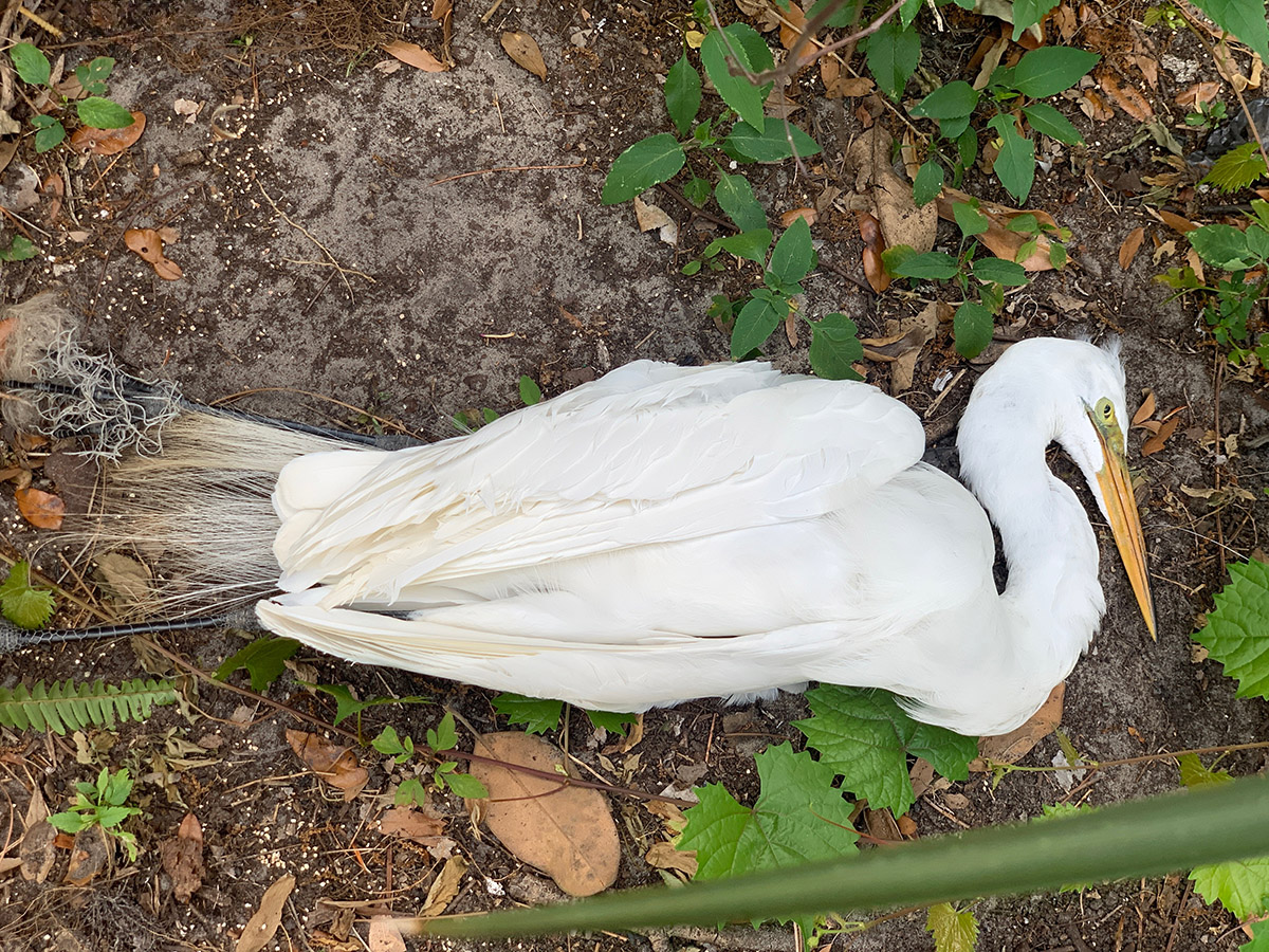Great Egret by Cindy Corey IMG 0989