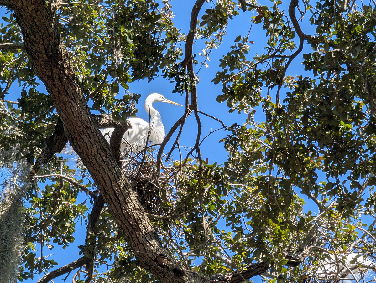 Great Egret on nest at Riverside Park 20250226