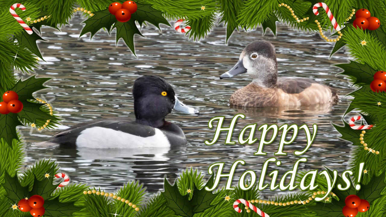 Happy Holidays graphic featuring photo of male and female Ring-necked Ducks by Carol Bailey-White