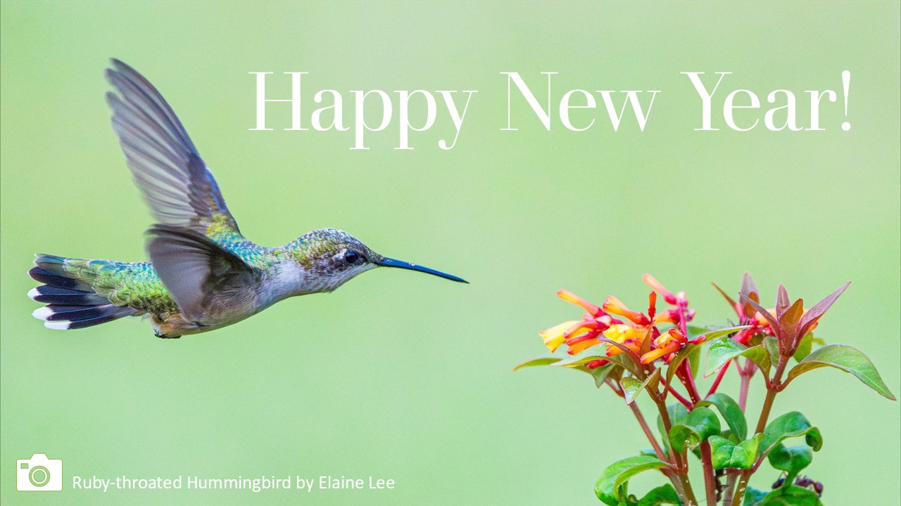Happy New Year 2025 graphic featuring photo of Ruby-throated Hummingbird by Elaine Lee