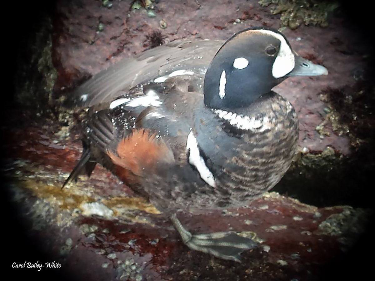 Harlequin Duck at Ft Clinch Pier watermark CBW 20140101