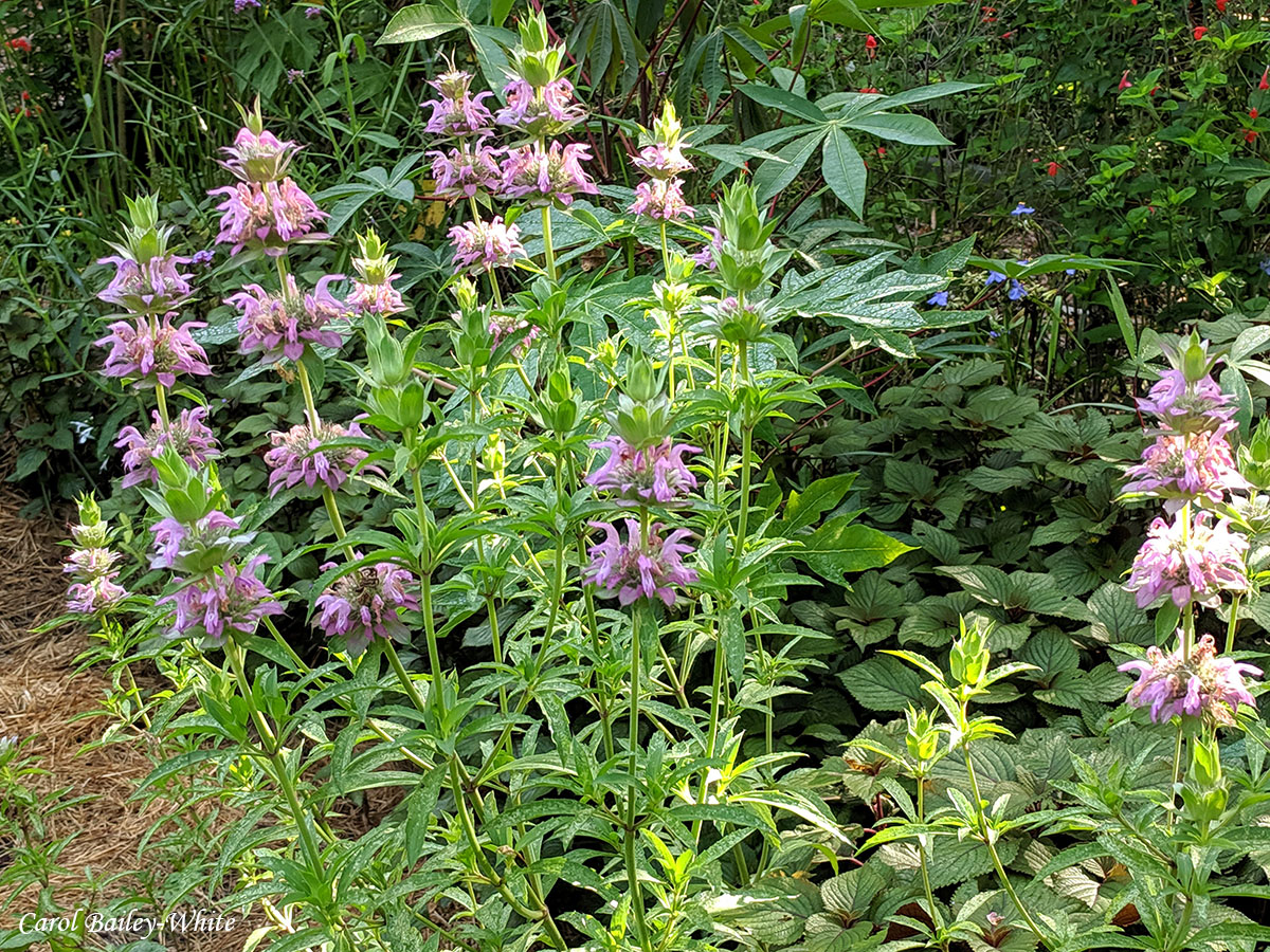 Horsemint watermark CBW IMG 20190511 083643