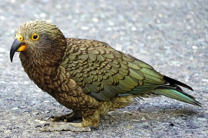 Kea by unknown author