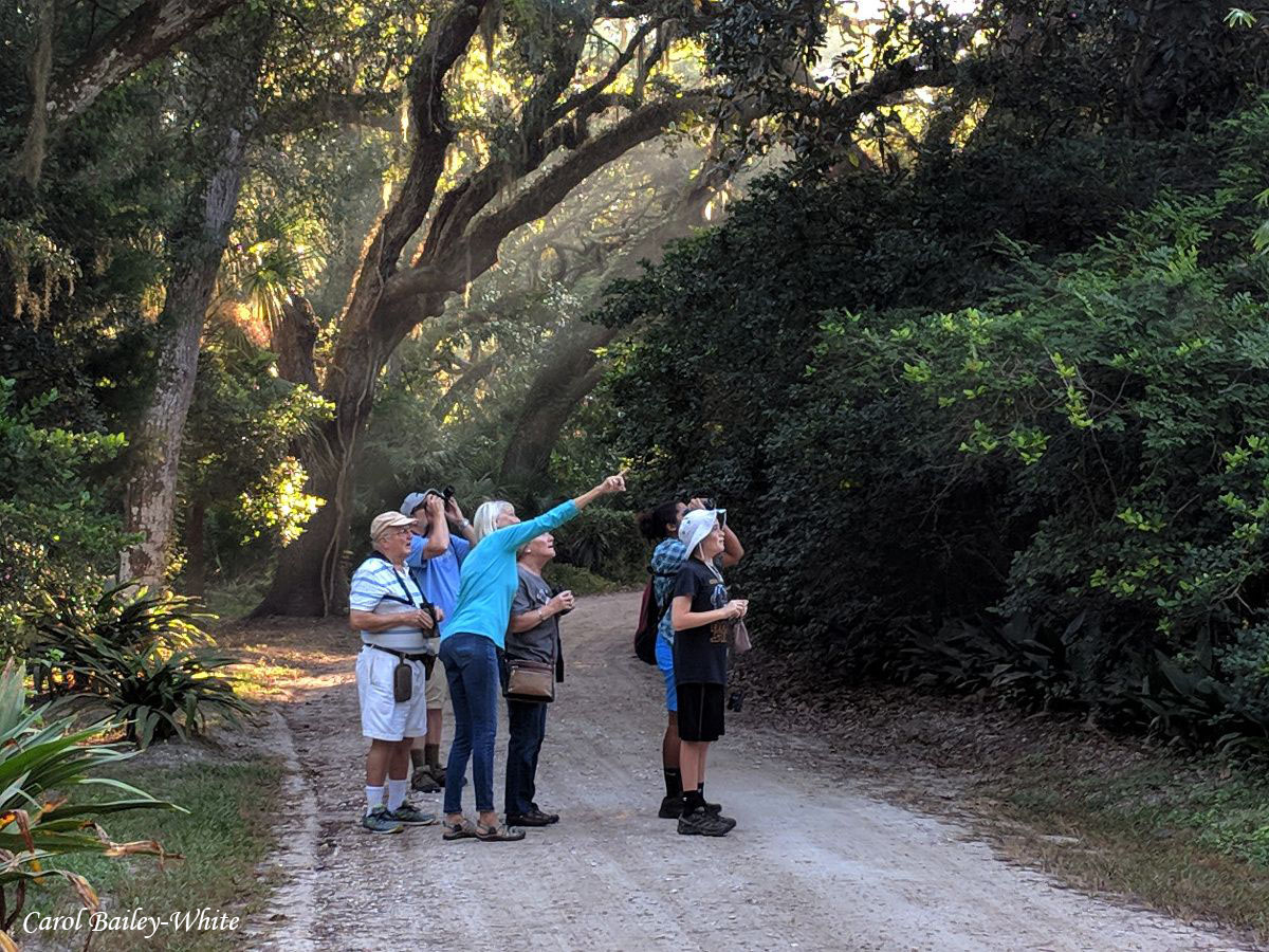 Birders at Kingsley Plantation by Carol Bailey-White