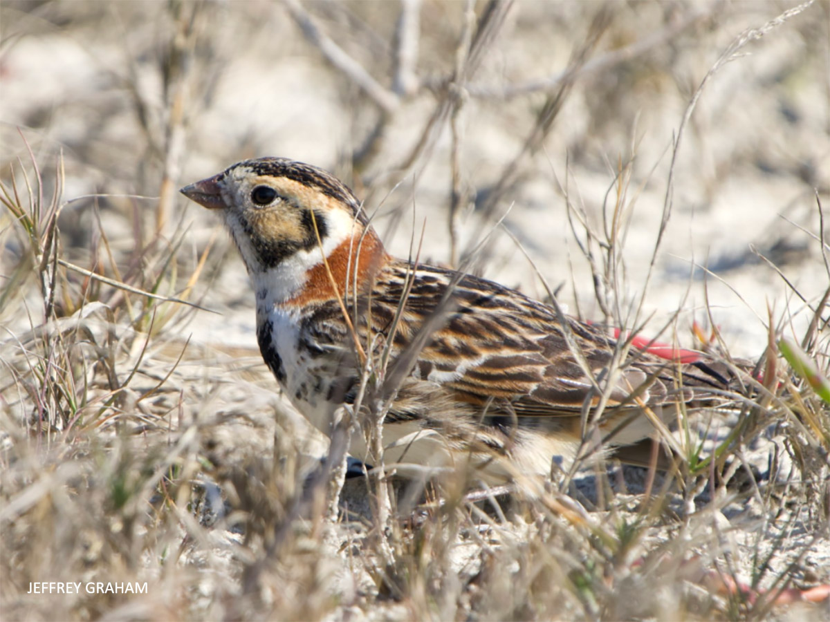Lapland Longspur at Huguenot watermark Jeff Graham 20220213