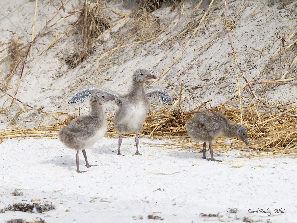 Laughing Gull chicks at Huguenot watermark CBW 20210607