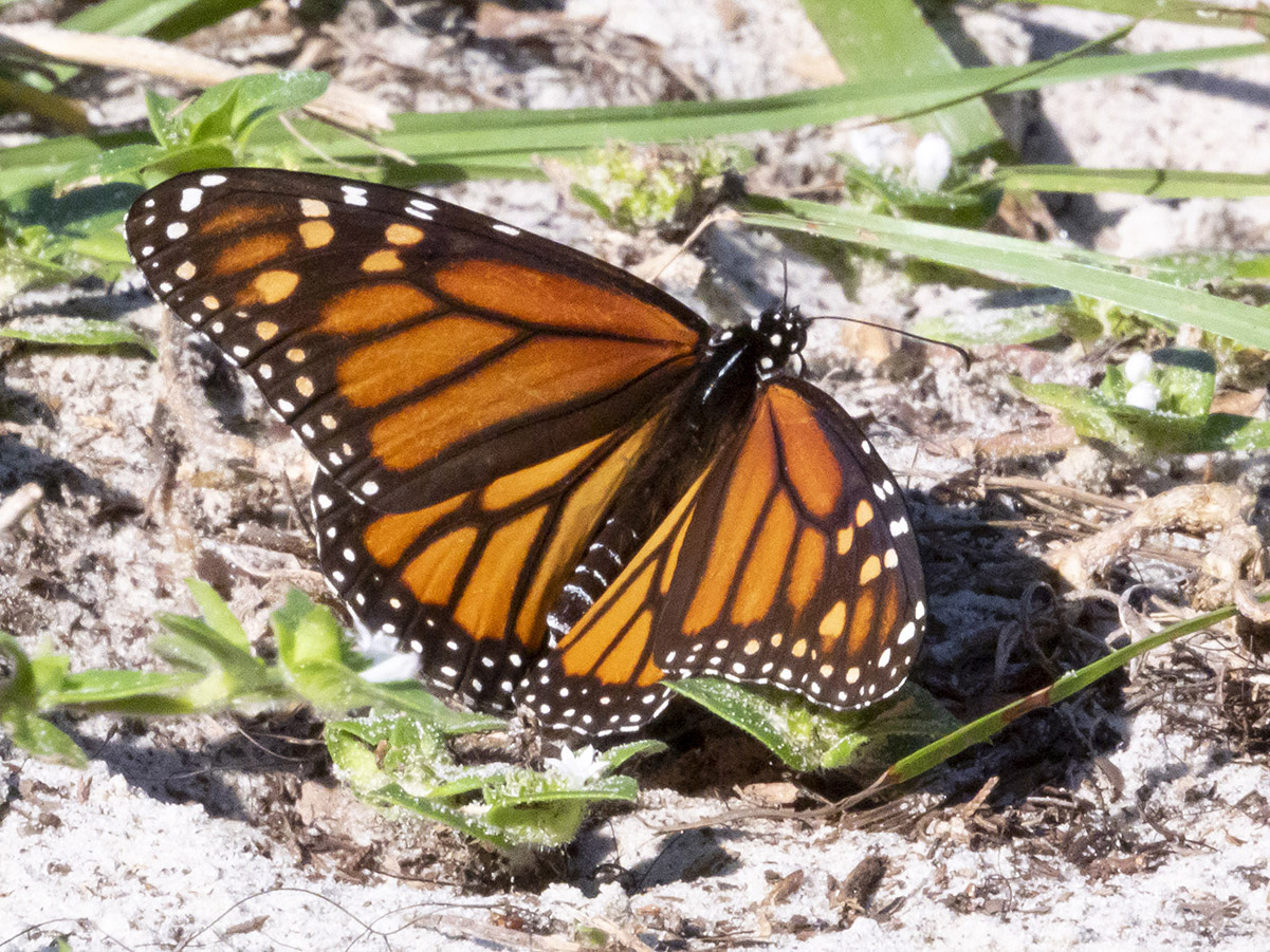 Monarch Butterfly web DSCN0948