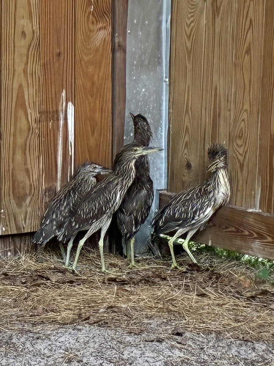 Nature World Wildlife Rescue 20250708 IMG 0579 crop