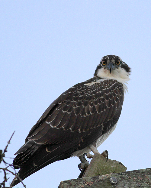 Osprey Hog Island