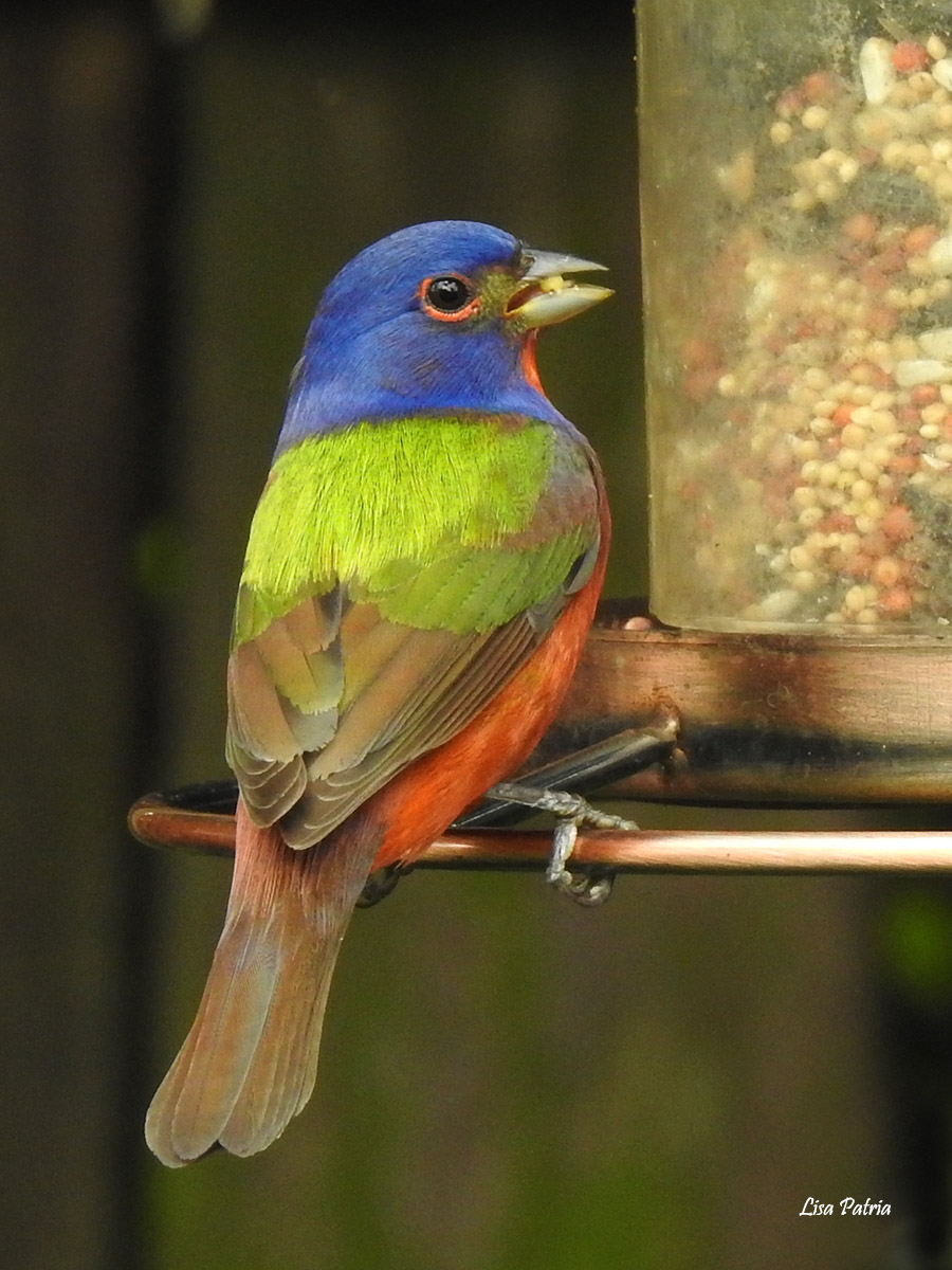 Painted Bunting watermark Lisa Patria