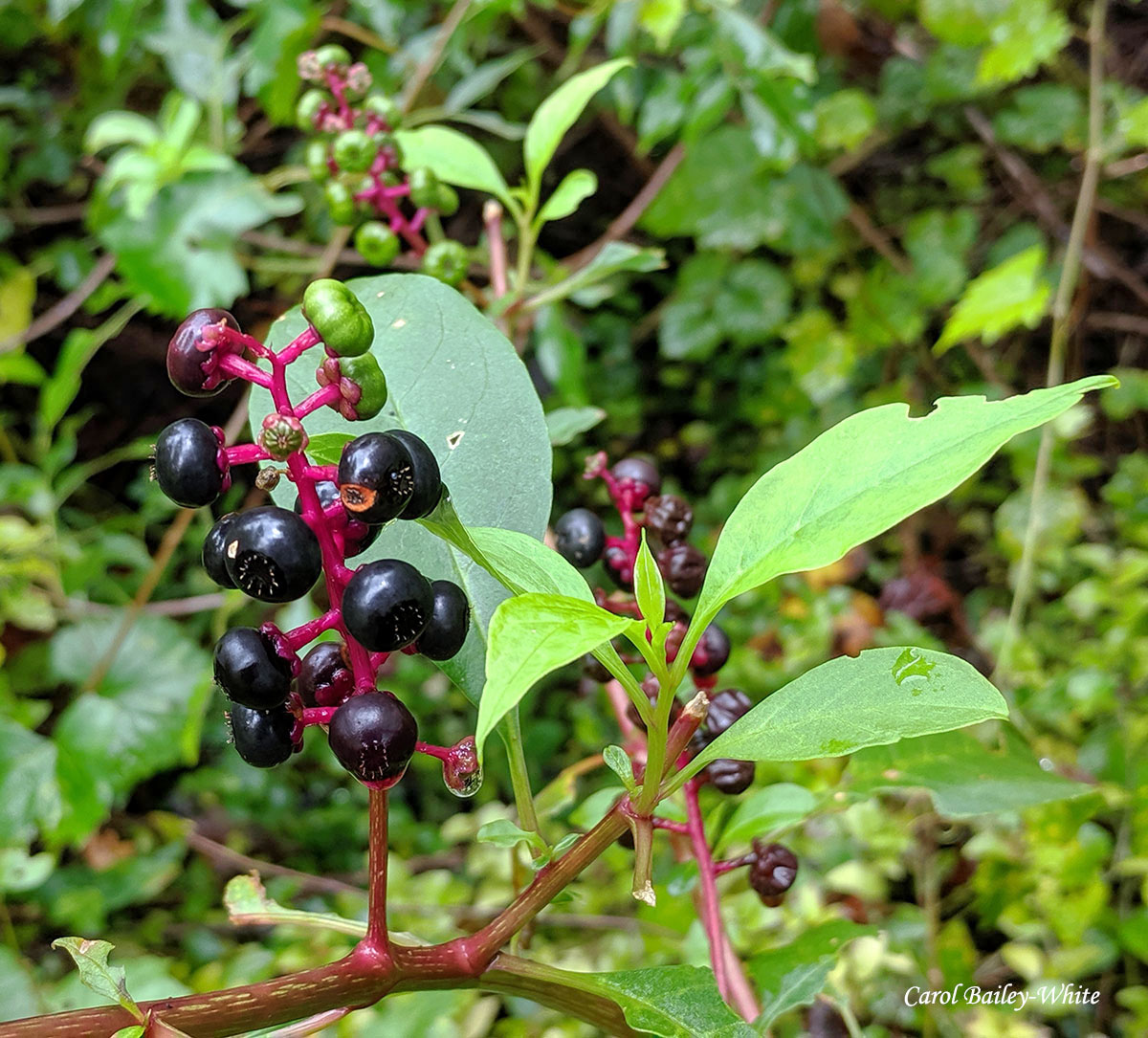 Pokeberry IMG 20190903 141958 CBW